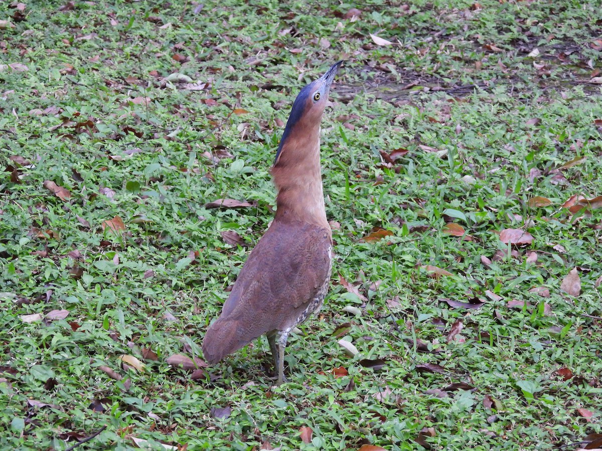 Malay Gece Balıkçılı - ML647689305