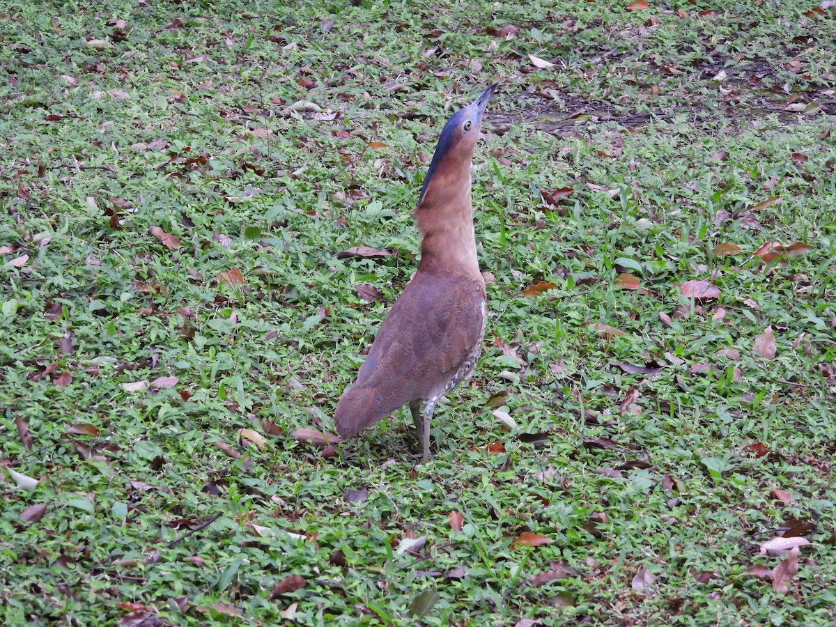 Malay Gece Balıkçılı - ML647689306