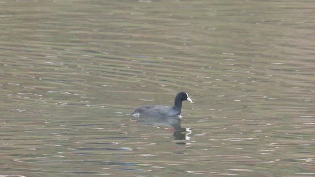 Eurasian Coot - ML647689318