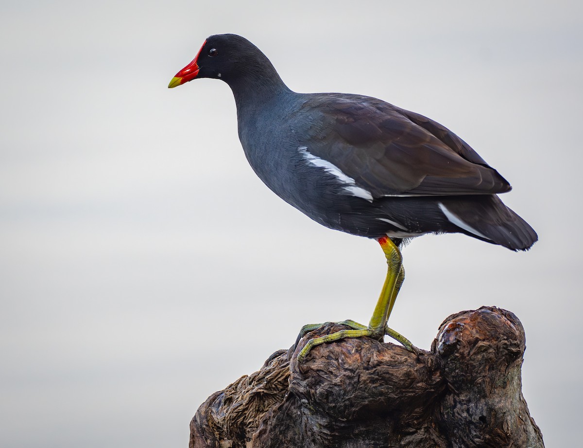 Курочка латиноамериканська - ML647689342