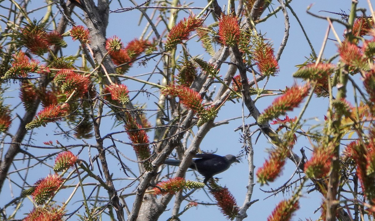 Kızılkanat - ML647689357