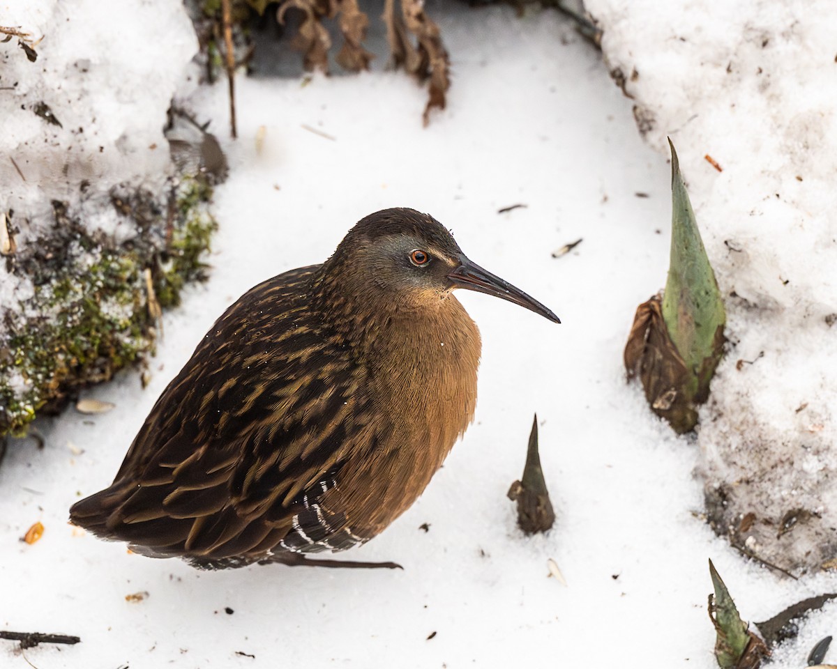 Virginia Rail - ML647689388