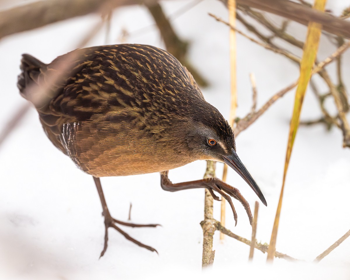 Virginia Rail - ML647689389
