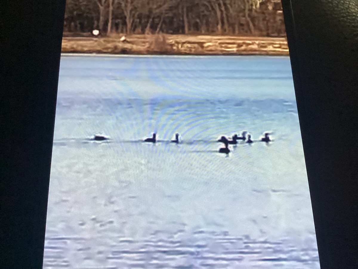 Double-crested Cormorant - ML647689395