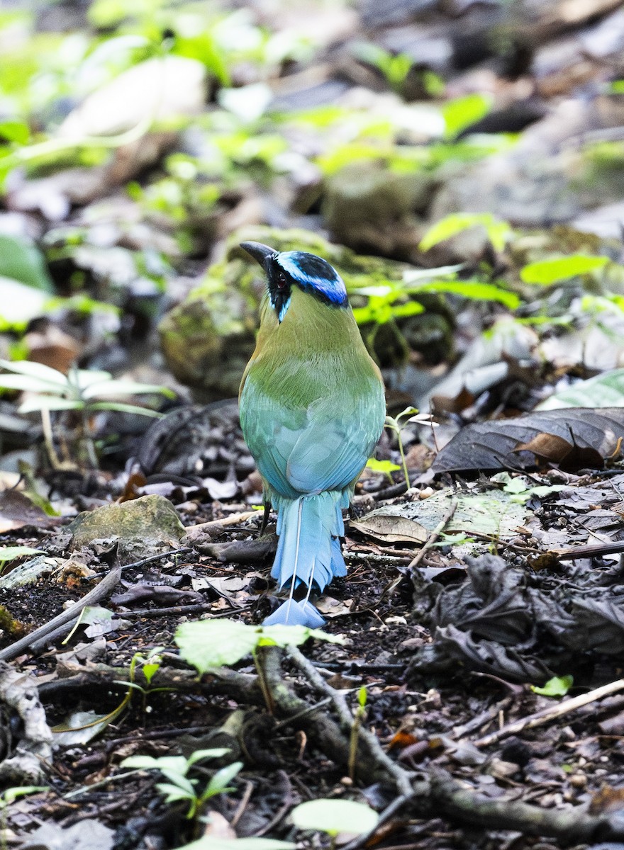 Lesson's Motmot - ML647689429