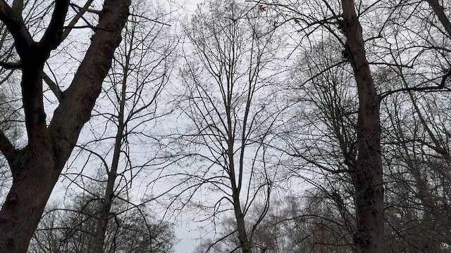 Long-tailed Tit - ML647689452