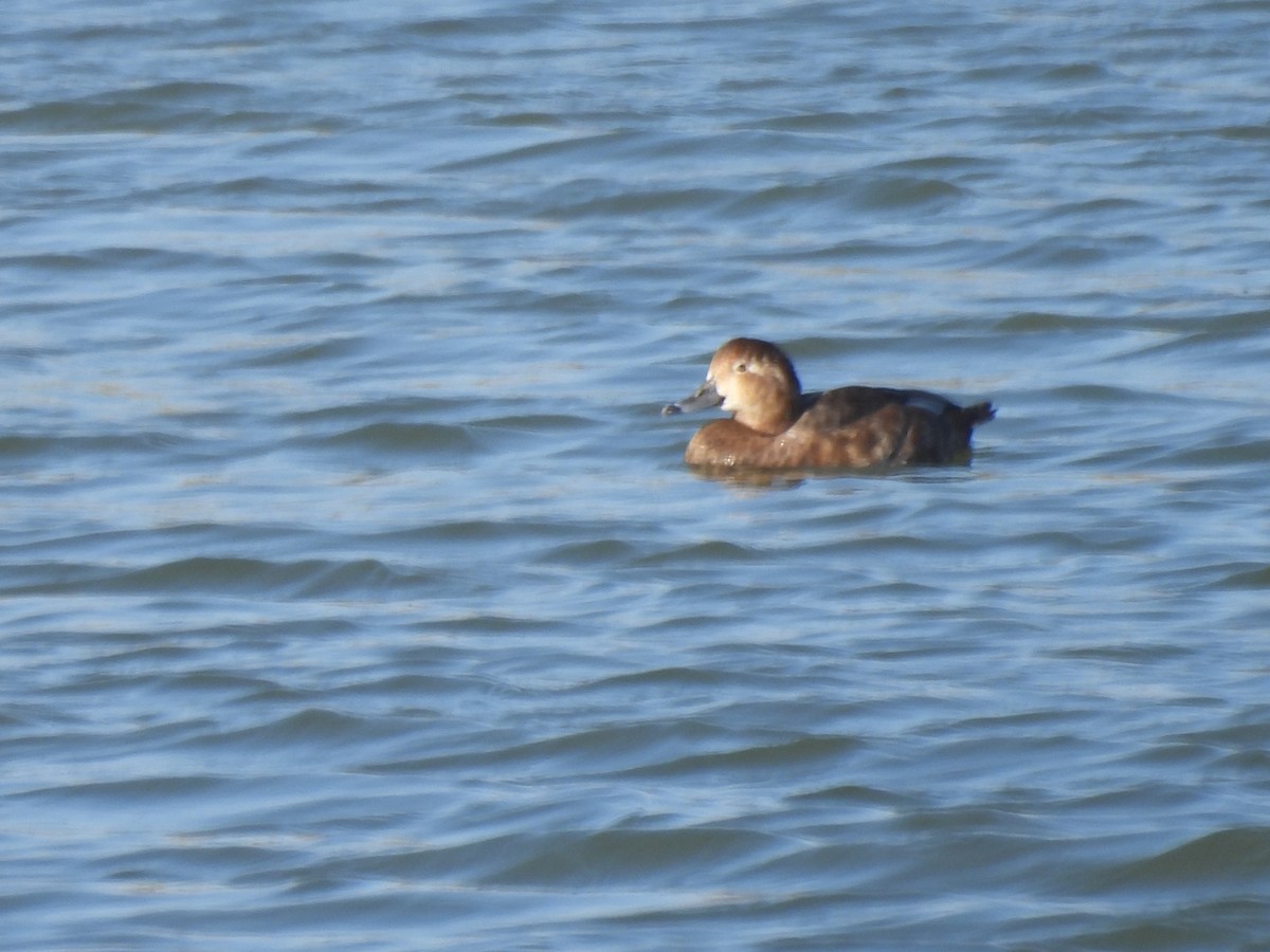 Redhead - ML647689454