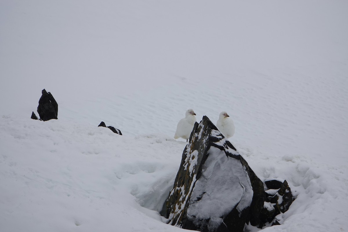 Snowy Sheathbill - ML647689465