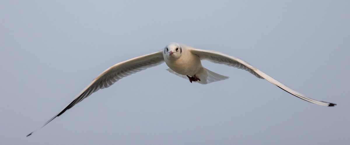 Brown-headed Gull - ML647689476