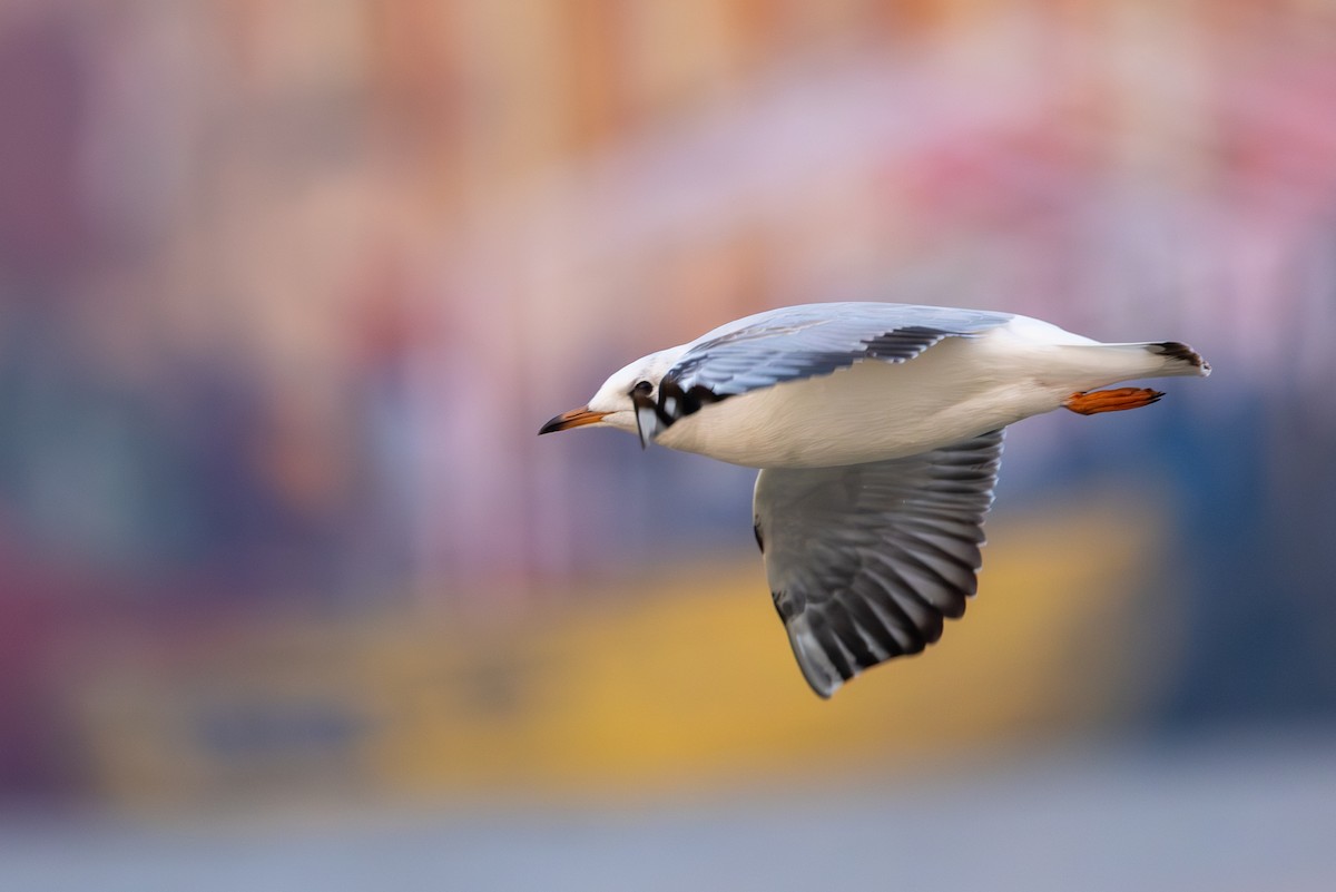 Brown-headed Gull - ML647689477