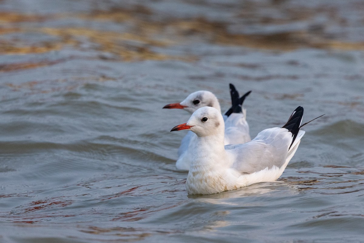 Brown-headed Gull - ML647689478