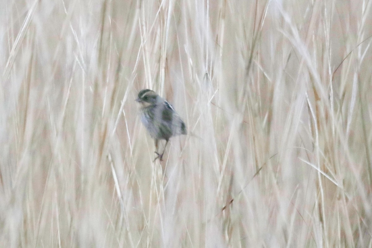 Nelson's Sparrow - ML647689481