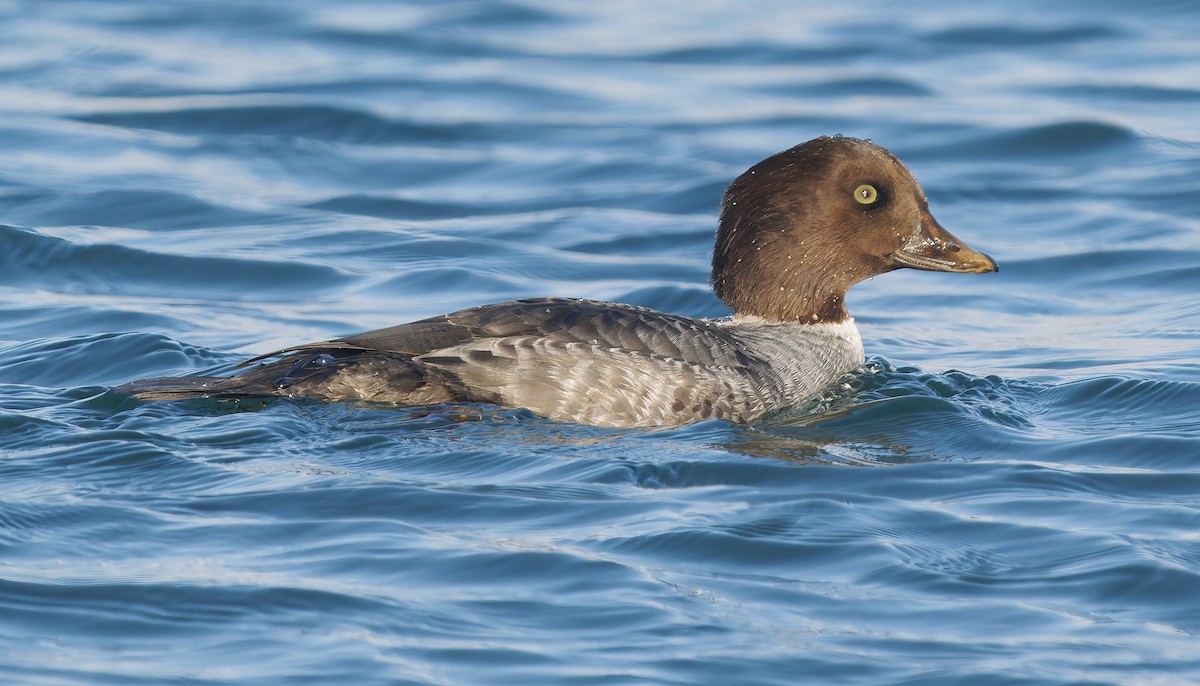 Исландский гоголь - ML647689496