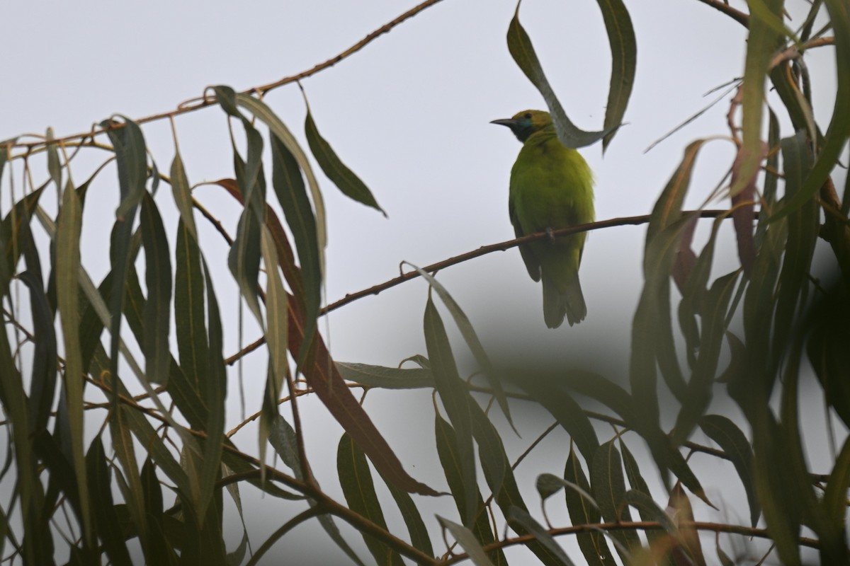 Golden-fronted Leafbird - ML647689500