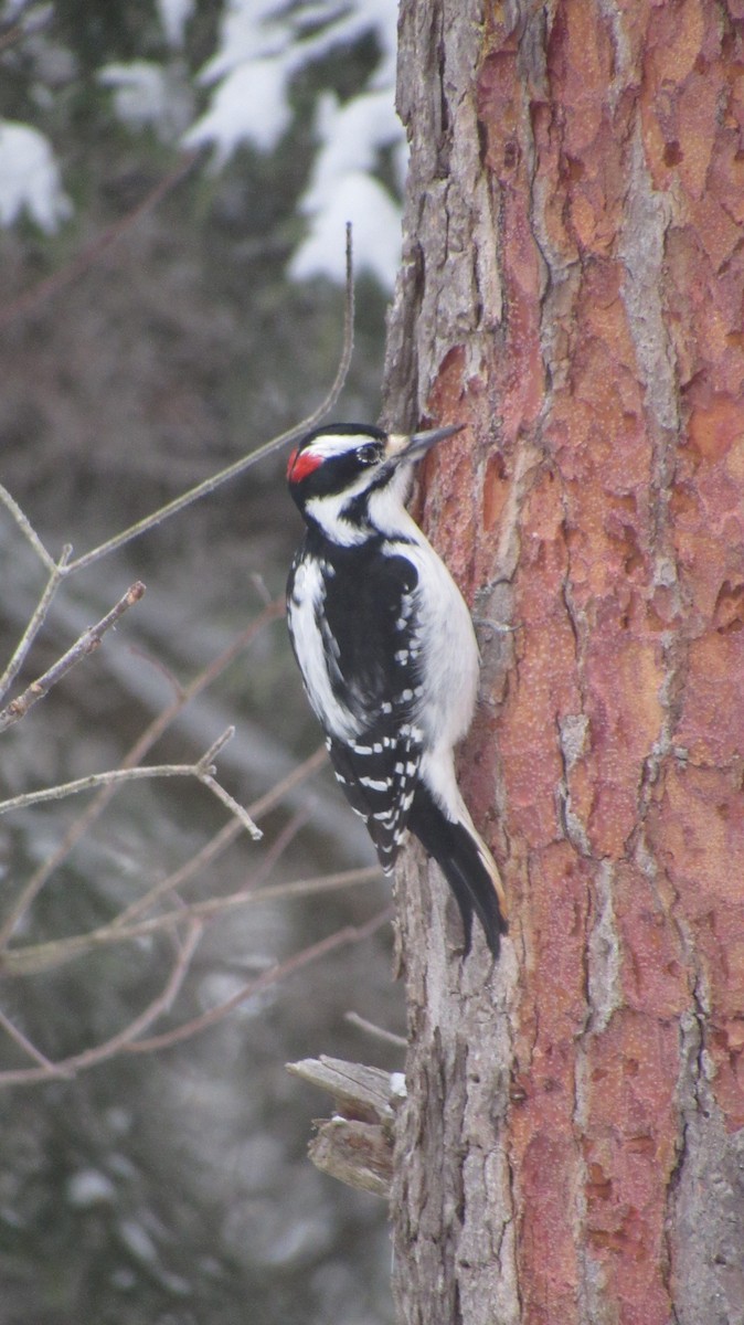 Pico Velloso - ML647689501