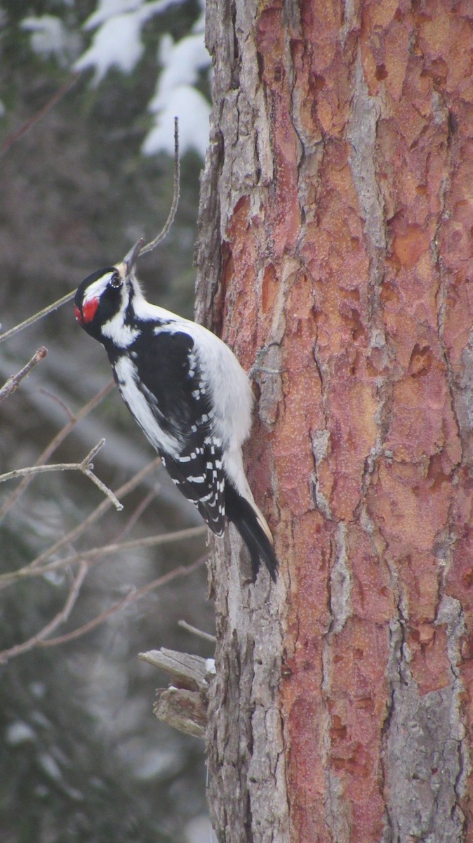 Pico Velloso - ML647689503