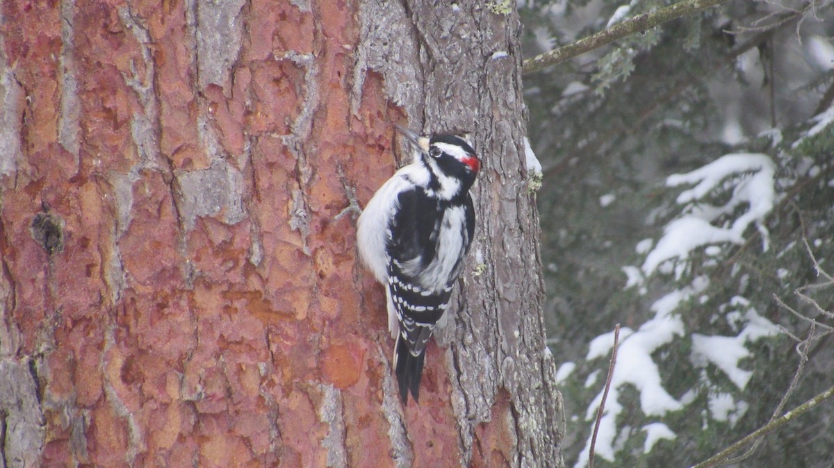 Pico Velloso - ML647689504