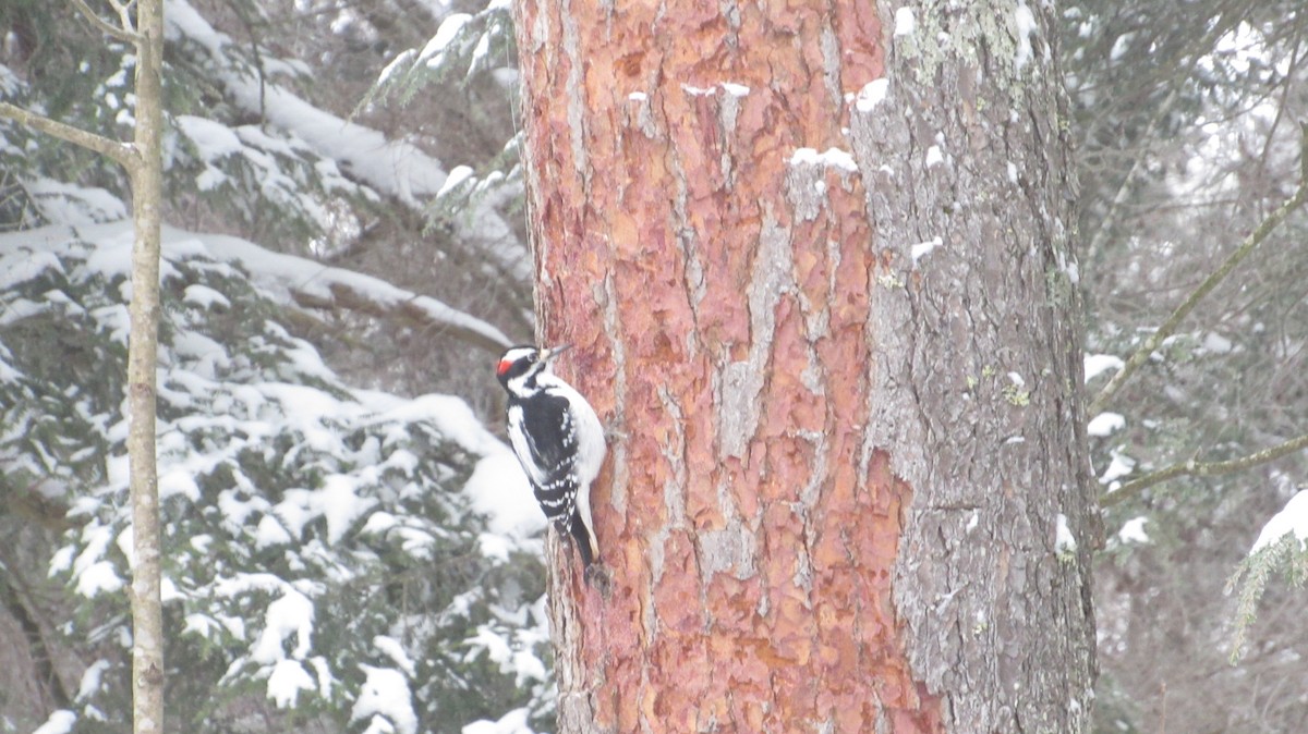 Pico Velloso - ML647689505