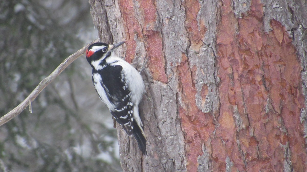 Pico Velloso - ML647689506