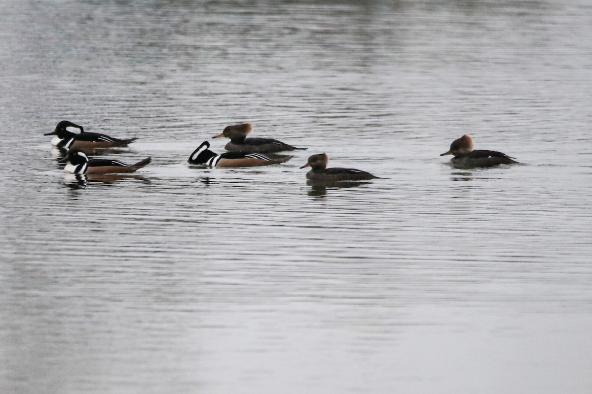 Serreta Capuchona - ML647689518