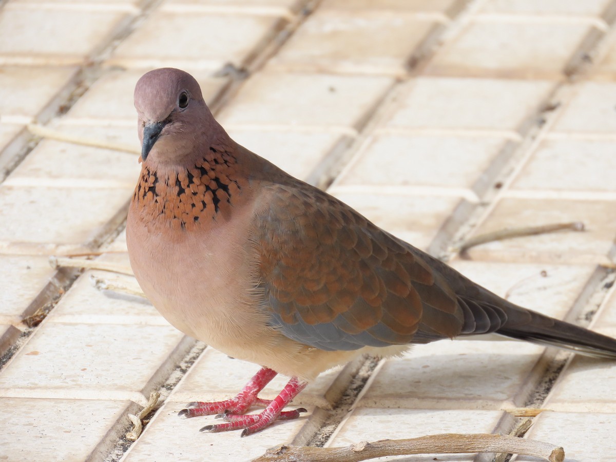 Tórtola Senegalesa - ML647689522