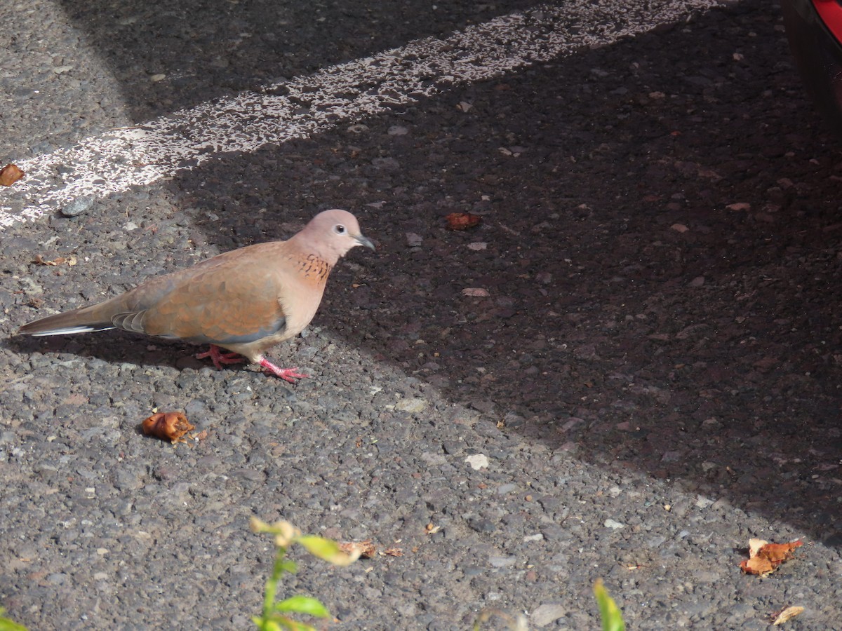 Tórtola Senegalesa - ML647689523