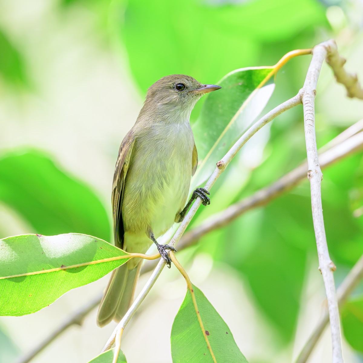 Caribbean Elaenia - ML647689524
