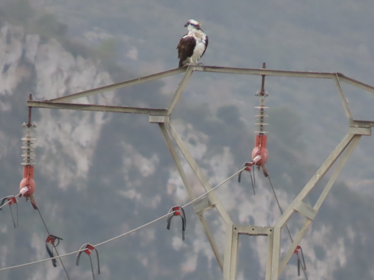 Águila Pescadora - ML647689525