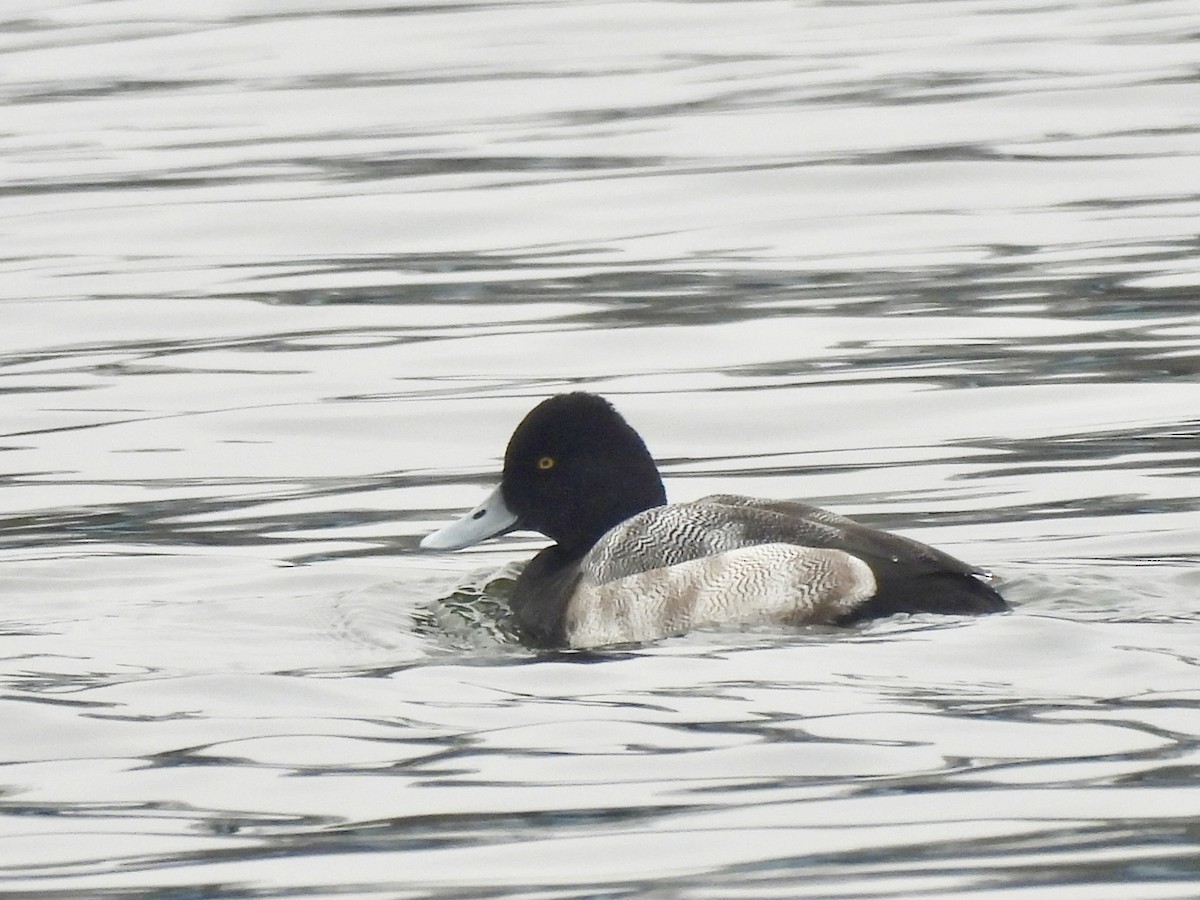 Porrón Bola - ML647689527