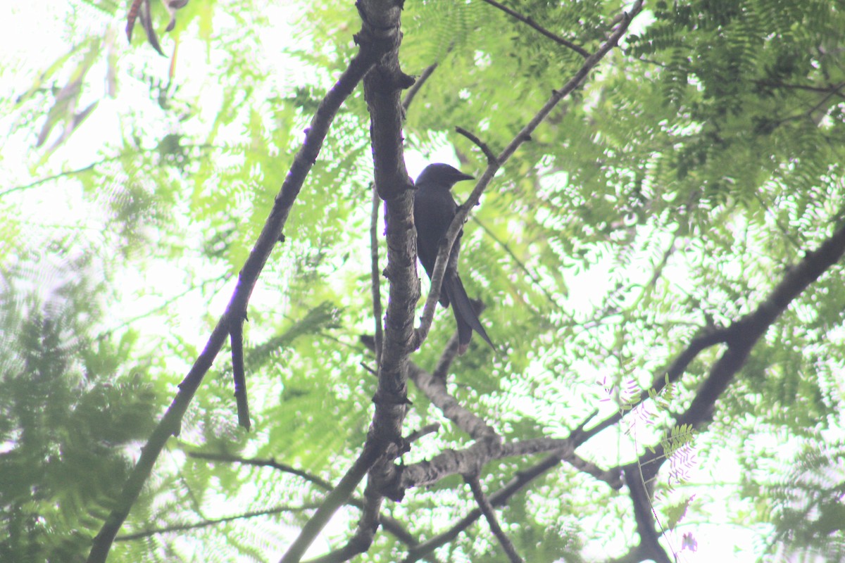Drongo Real/Cenizo - ML647689528