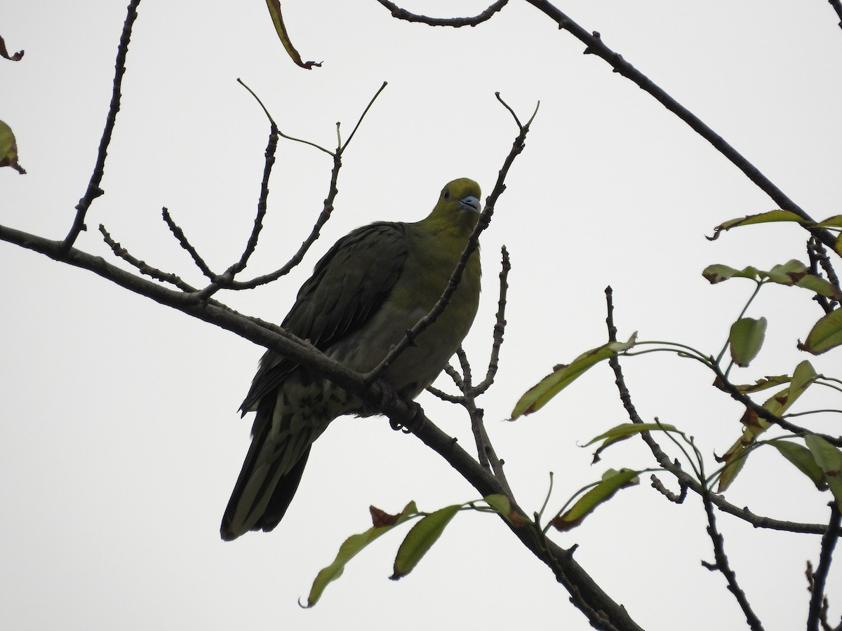 Vinago Japonés - ML647689529