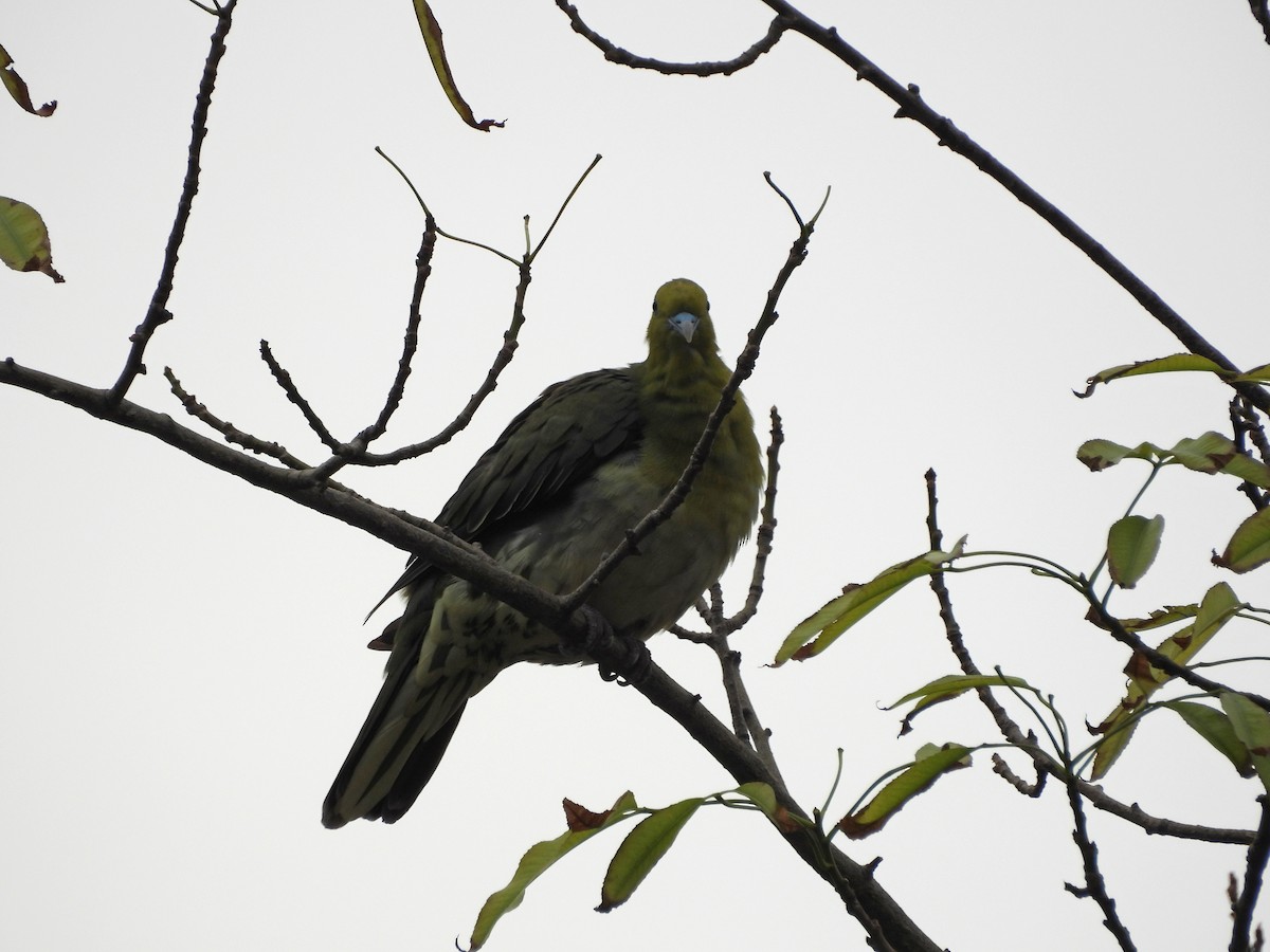 Vinago Japonés - ML647689530