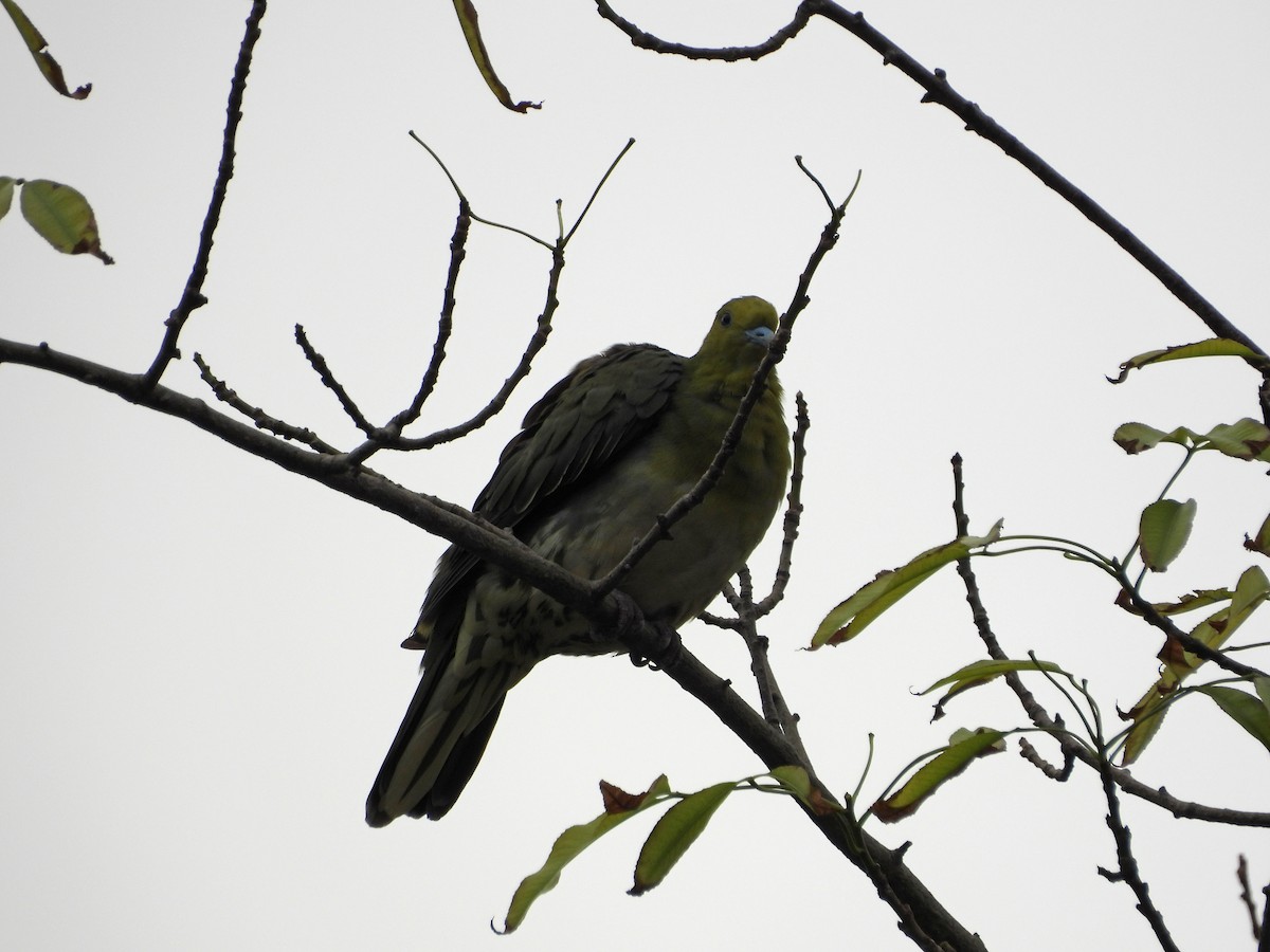 Vinago Japonés - ML647689531