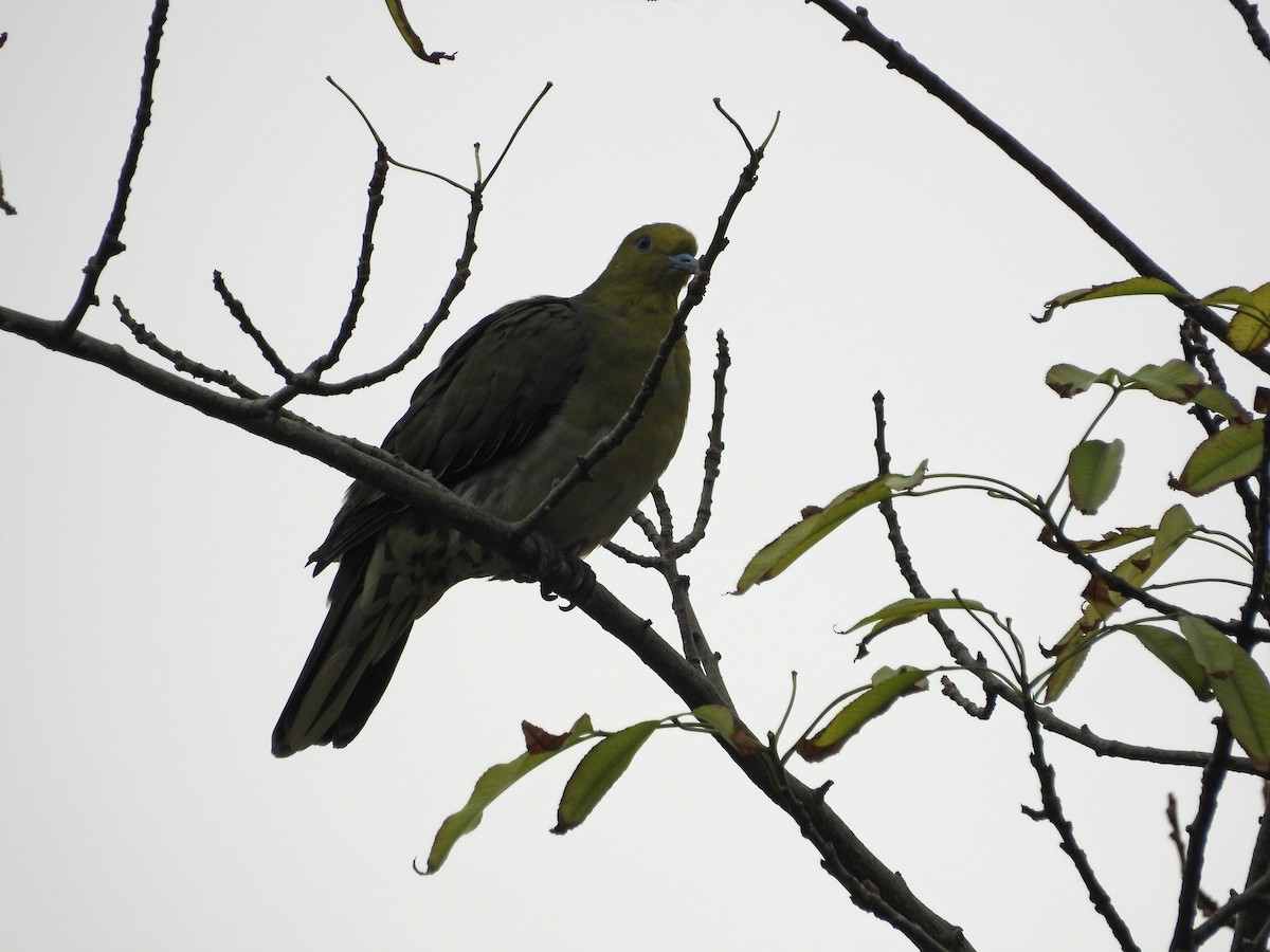 Vinago Japonés - ML647689532