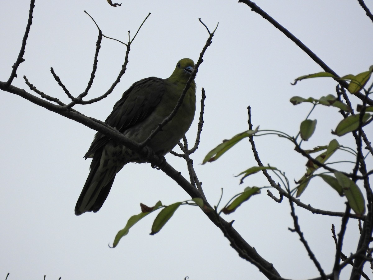 Vinago Japonés - ML647689533