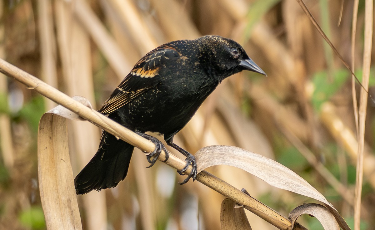 Sargento Alirrojo - ML647689534