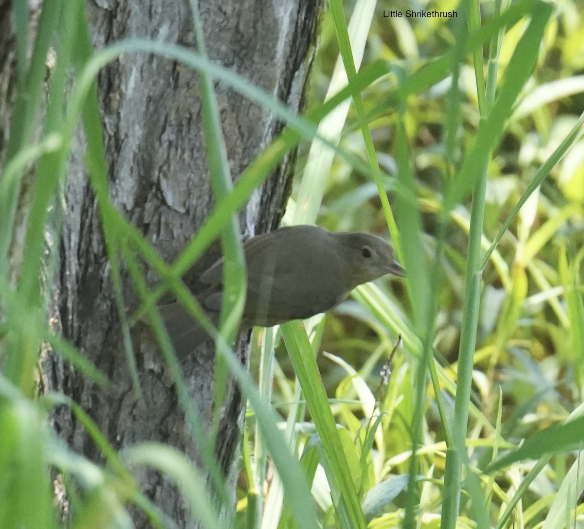 Picanzo Chico - ML647689537