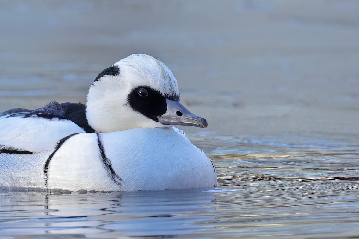 Serreta Chica - ML647689539