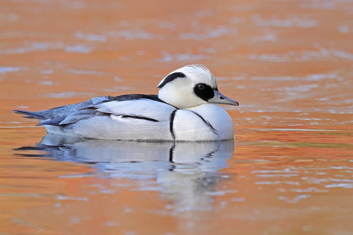 Serreta Chica - ML647689540