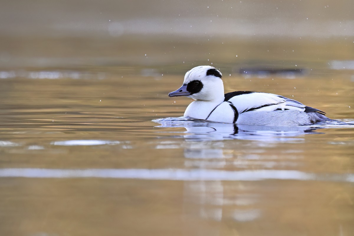 Serreta Chica - ML647689541