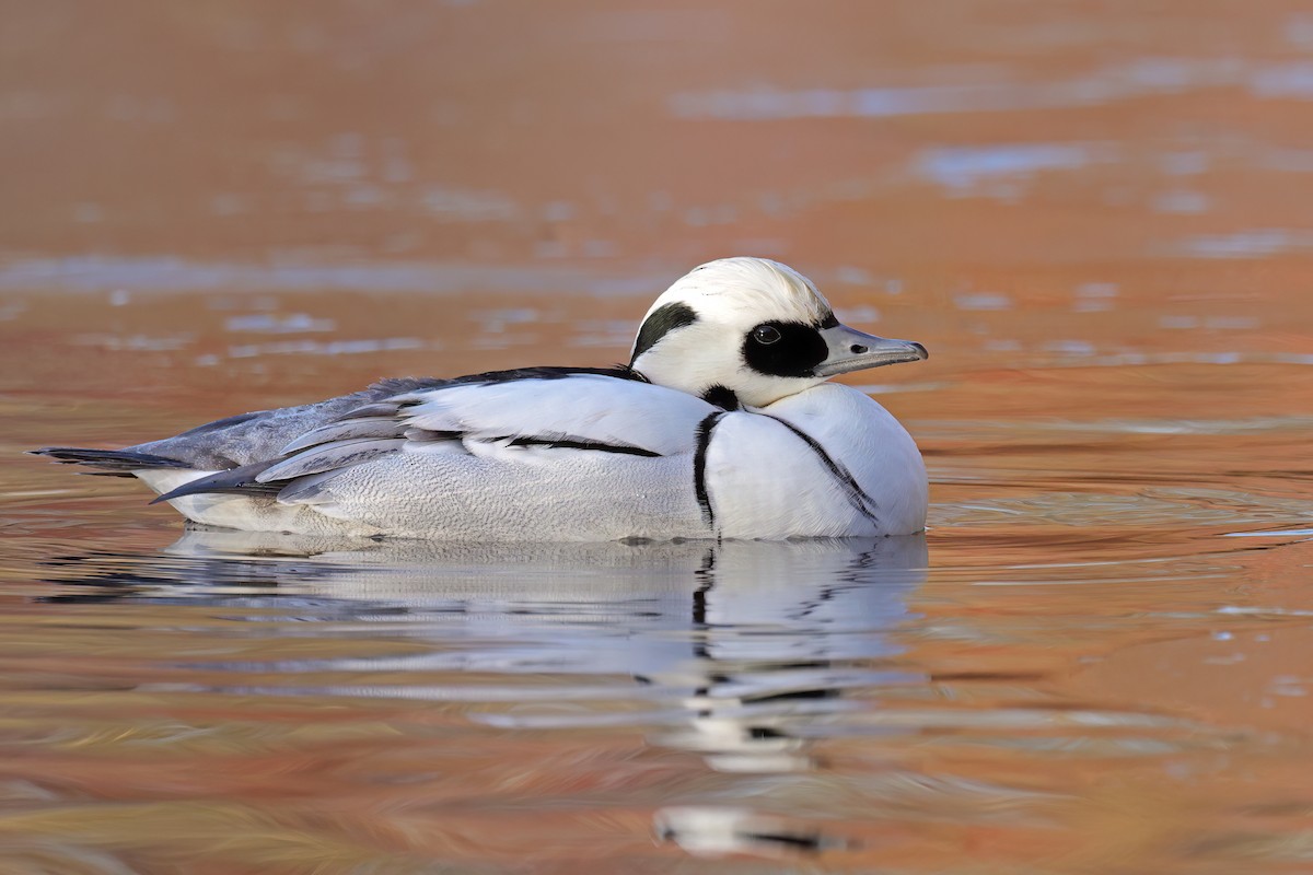 Serreta Chica - ML647689542