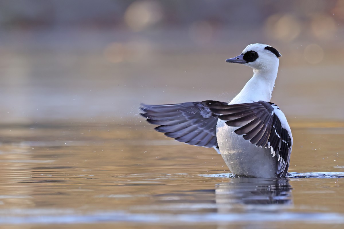 Serreta Chica - ML647689543