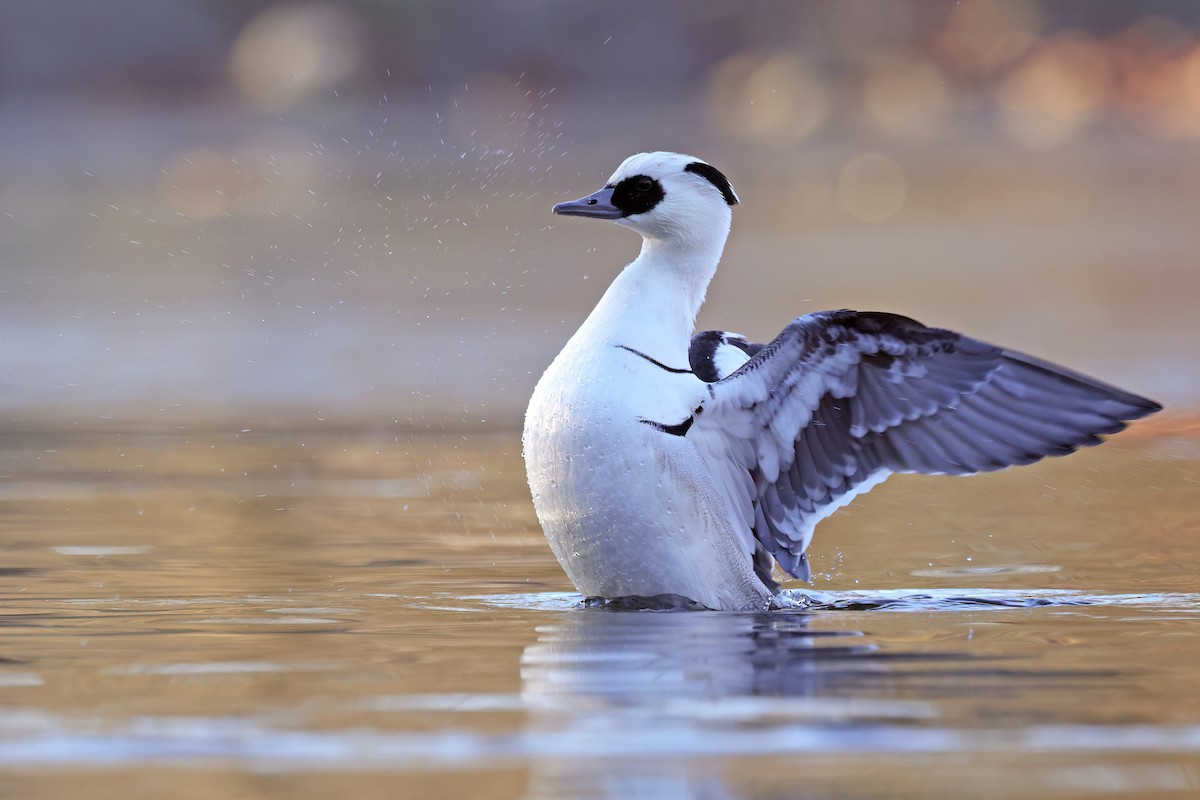 Serreta Chica - ML647689544