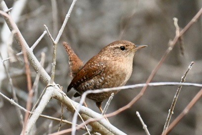 Chochín Hiemal - ML647689545