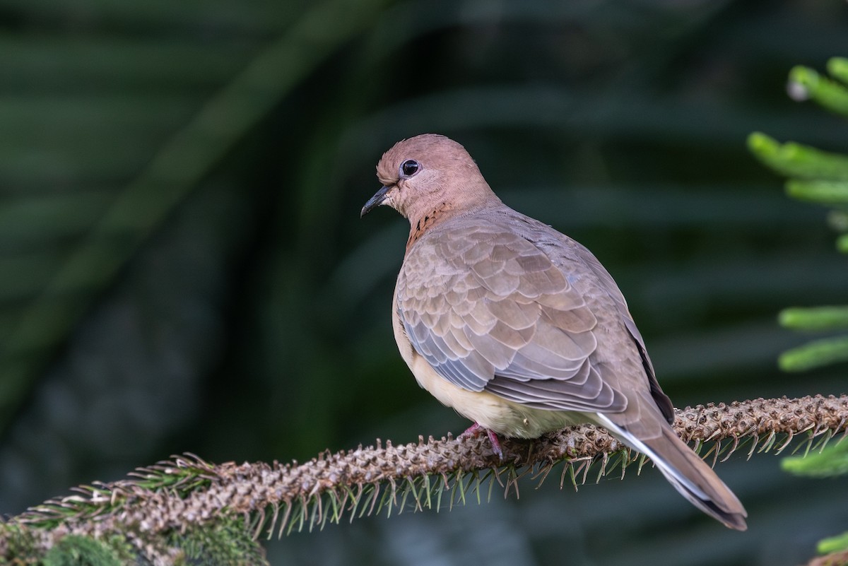 Tórtola Senegalesa - ML647689546