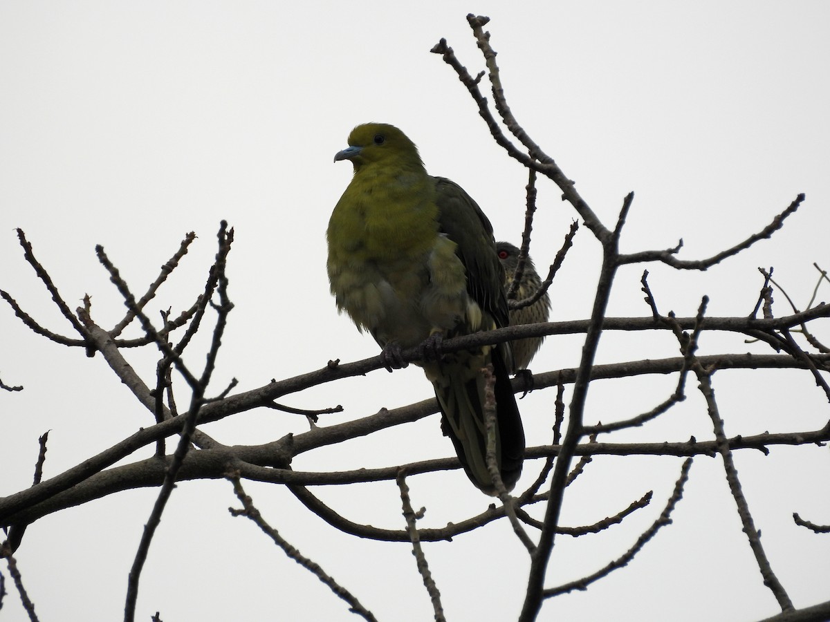 Vinago Japonés - ML647689547