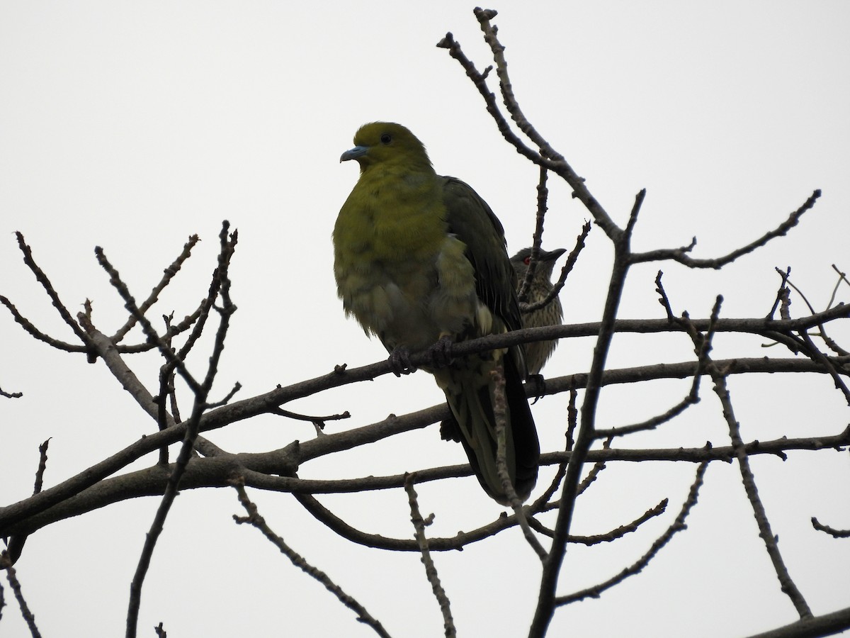 Vinago Japonés - ML647689548