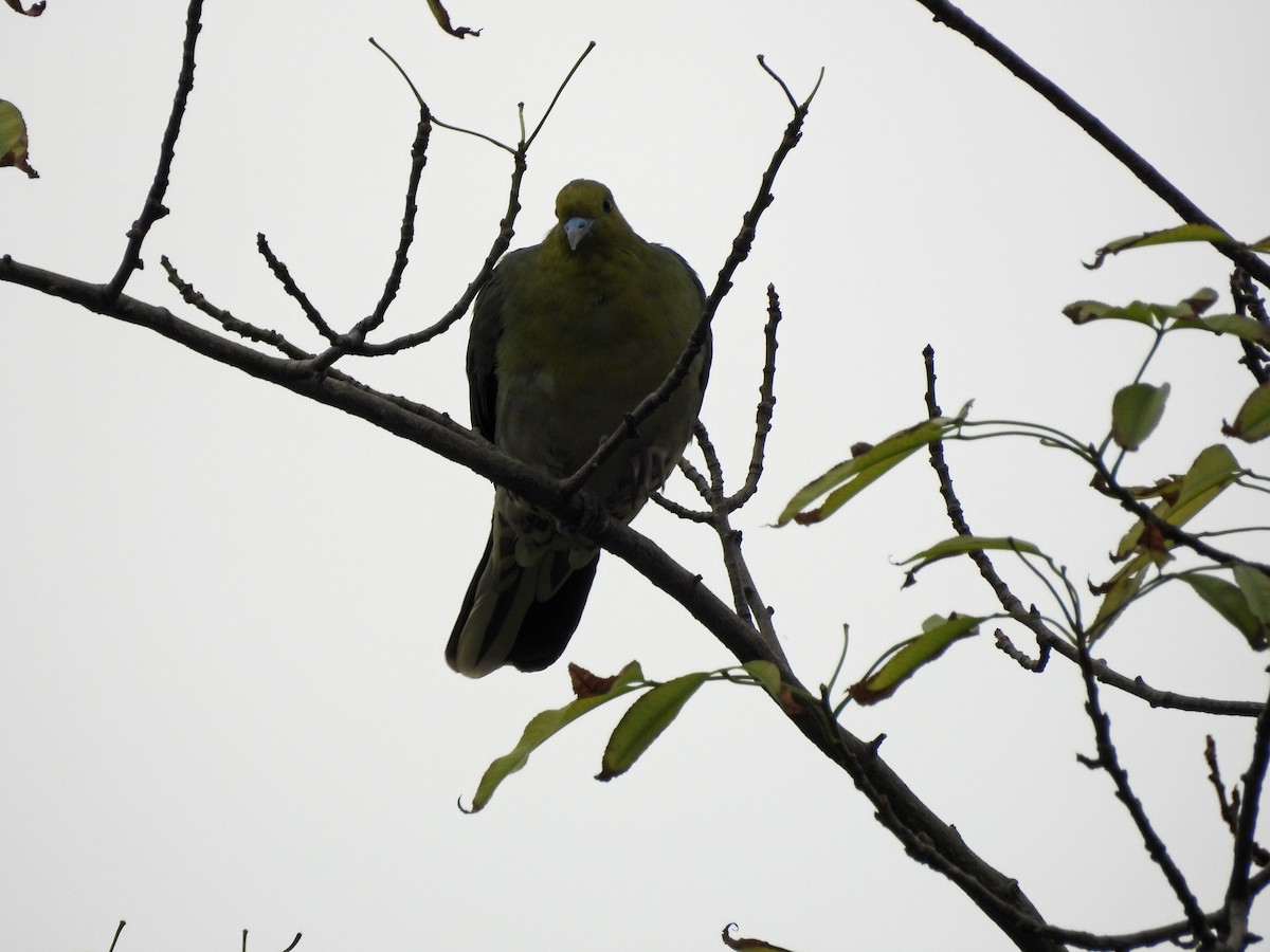Vinago Japonés - ML647689549
