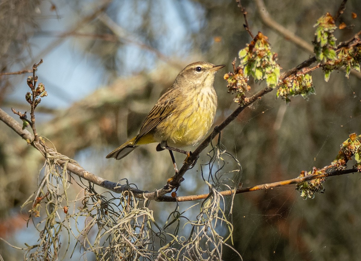 Reinita Palmera - ML647689551