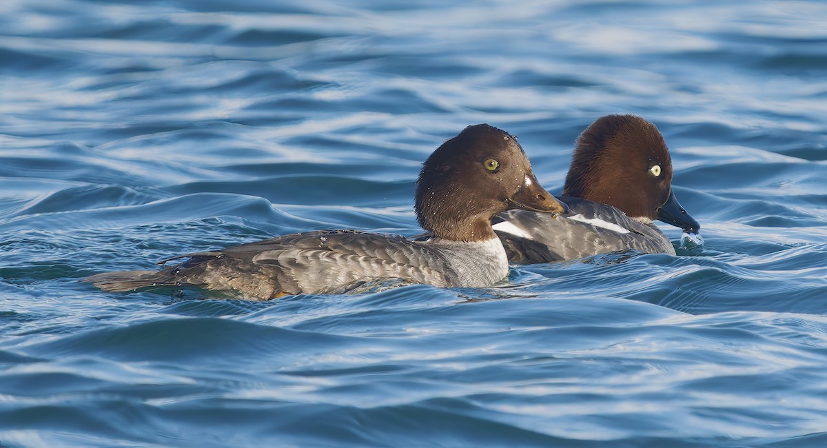 Исландский гоголь - ML647689557